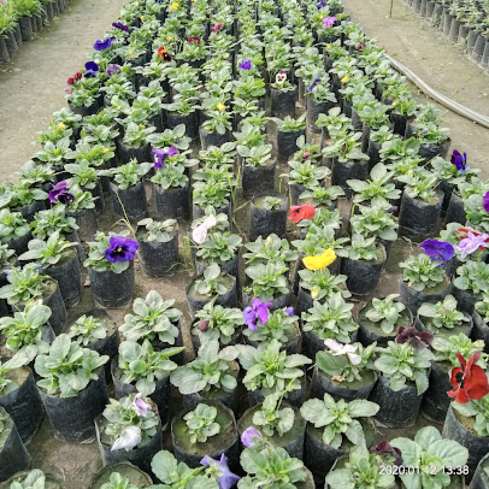 Grewal Nursery