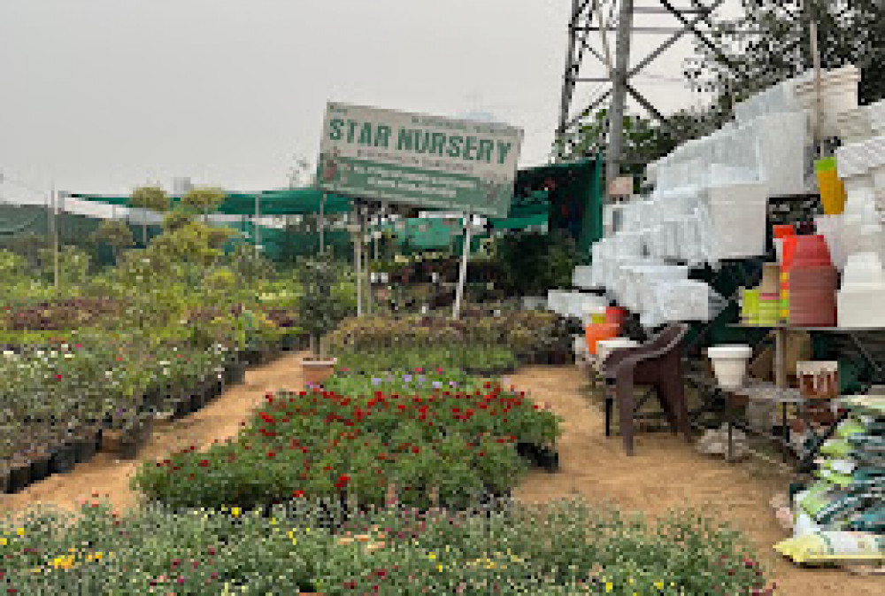 Star Nursery