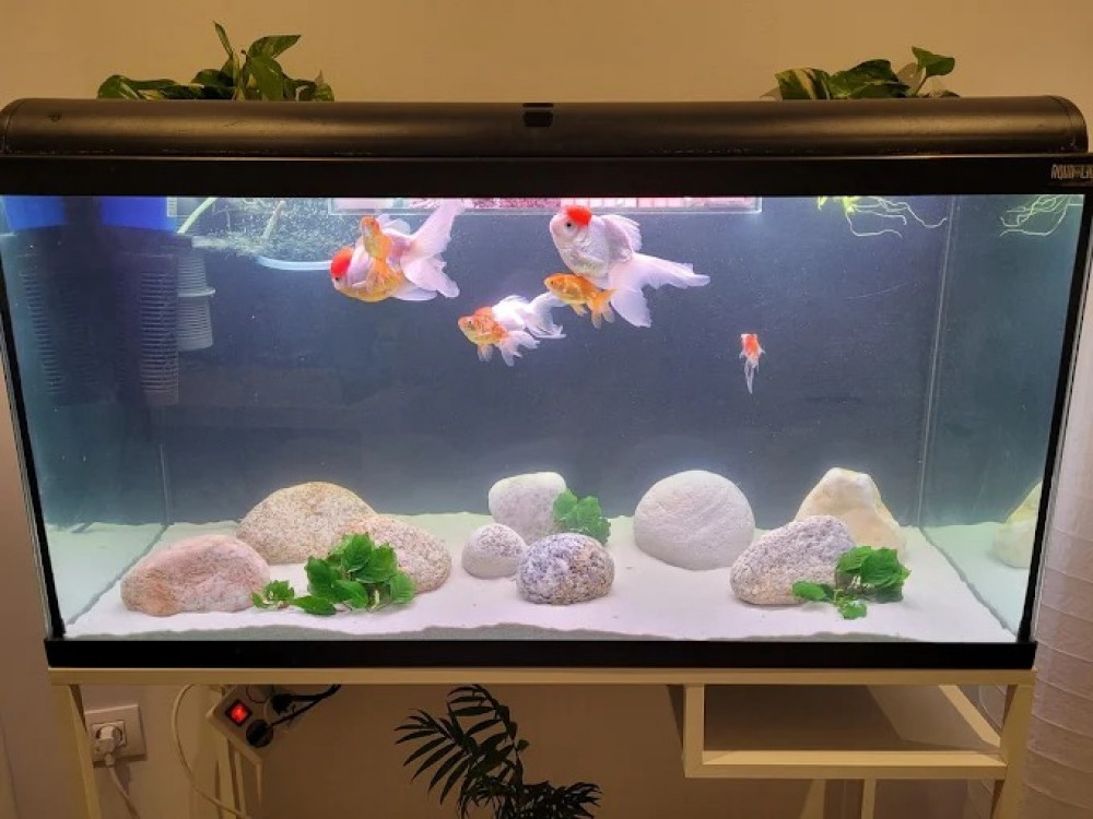 Happy Aquatics
