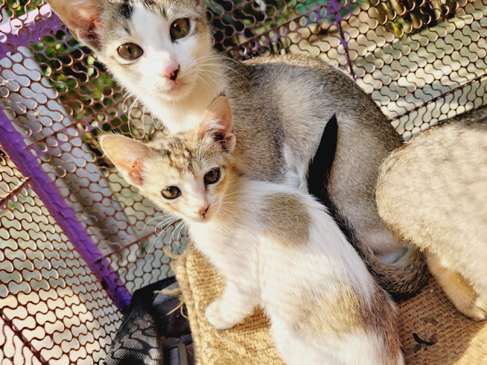 Free Kittens And Cat