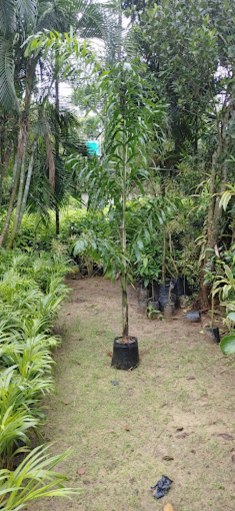 Eco-Friendly Nursery