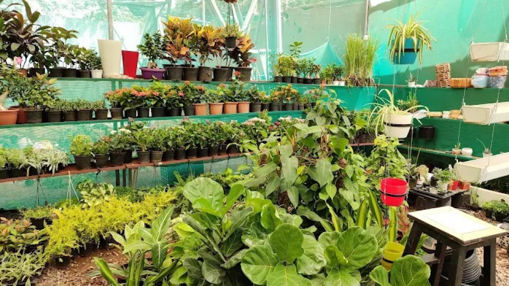 Plantera Plant Nursery