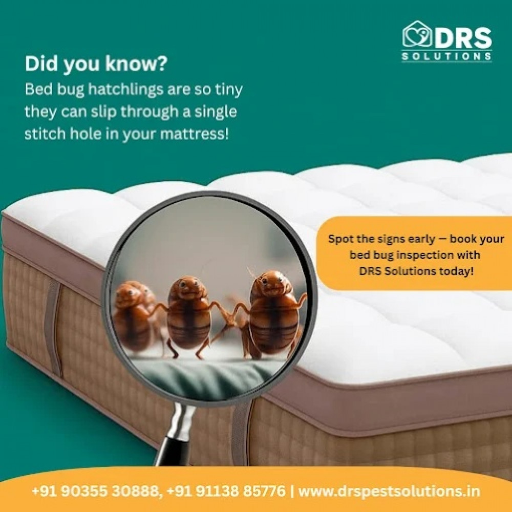 DRS Pest Solutions
