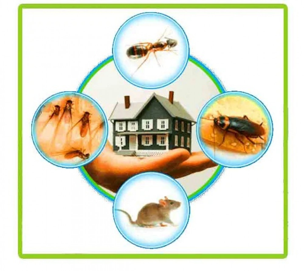 Bug Busters Pest Control
