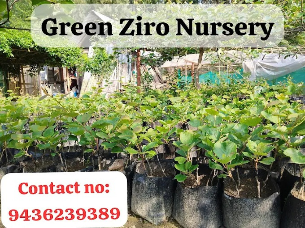 Green Ziro Nursery