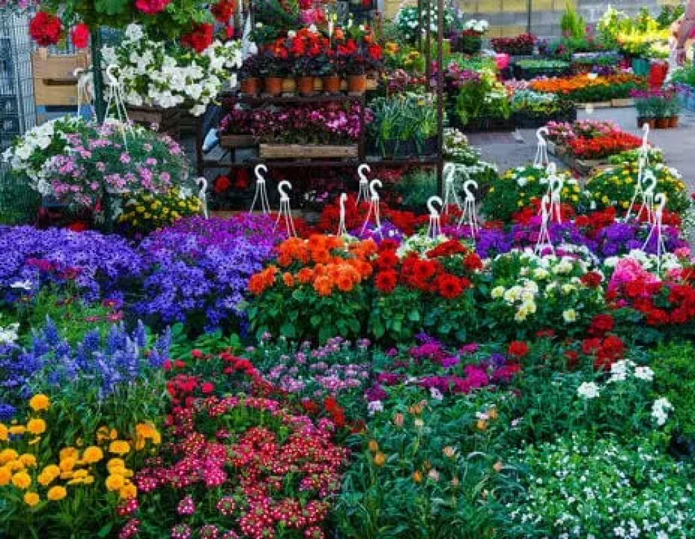 Kamal Nursery